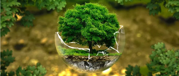 Kidney transplant illustration